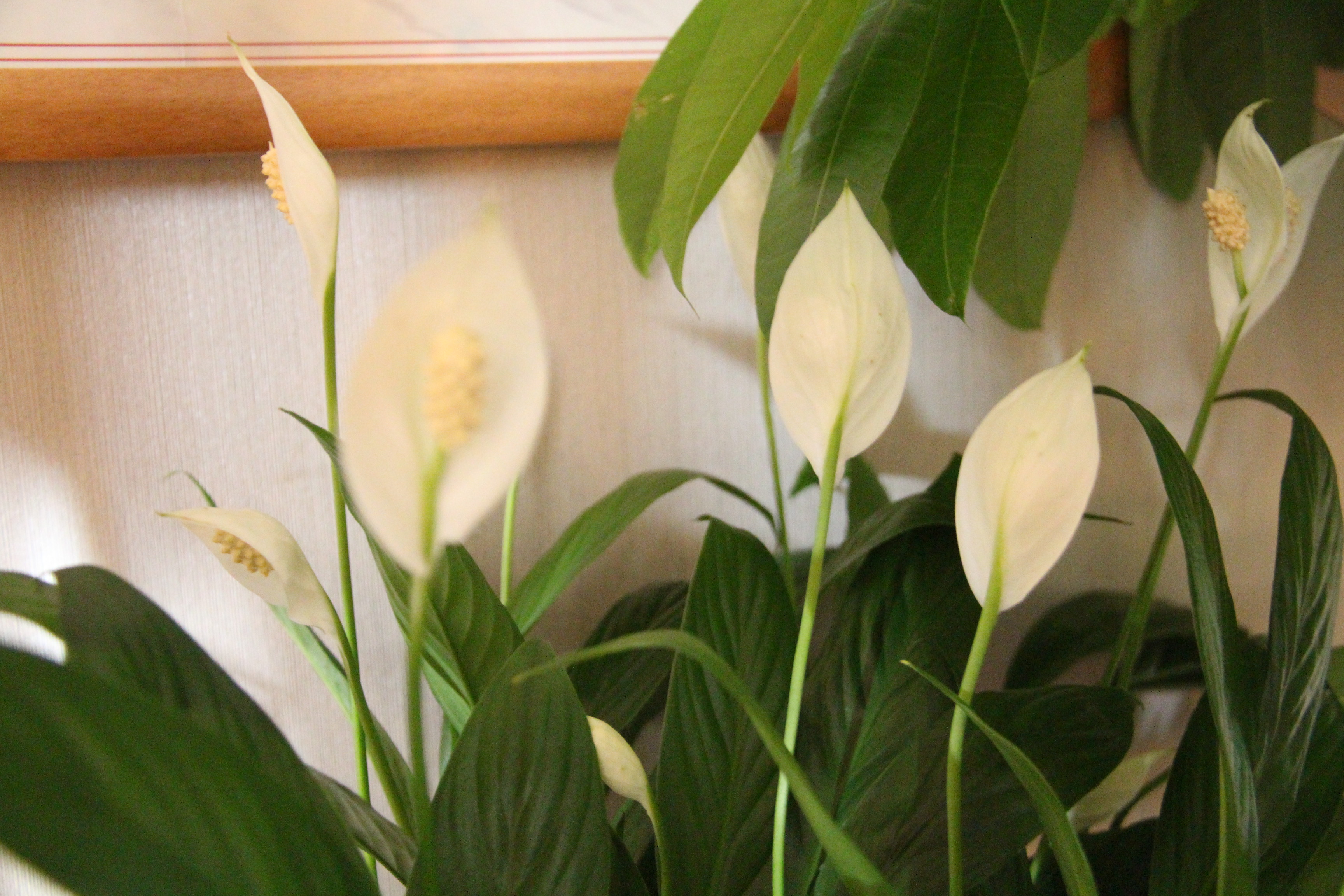 ���Ŷݼ� | �����̡̳��ϻ��С�����