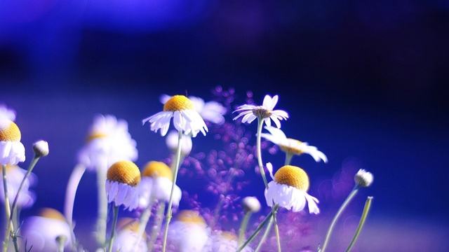 ��������֮ä�ɴ���ʮ����