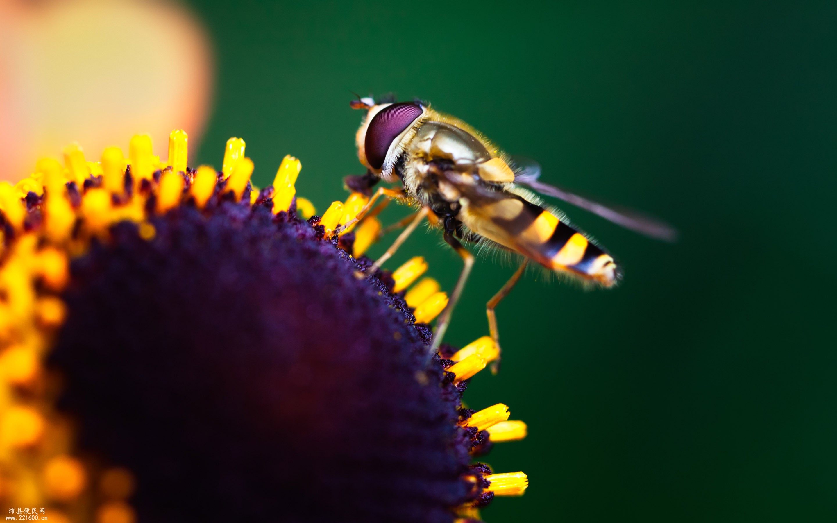 ���Ŷݼ׻���֪ʶ�ֻ�����Ԥ��֮������¾���(��ҶԺ���������)