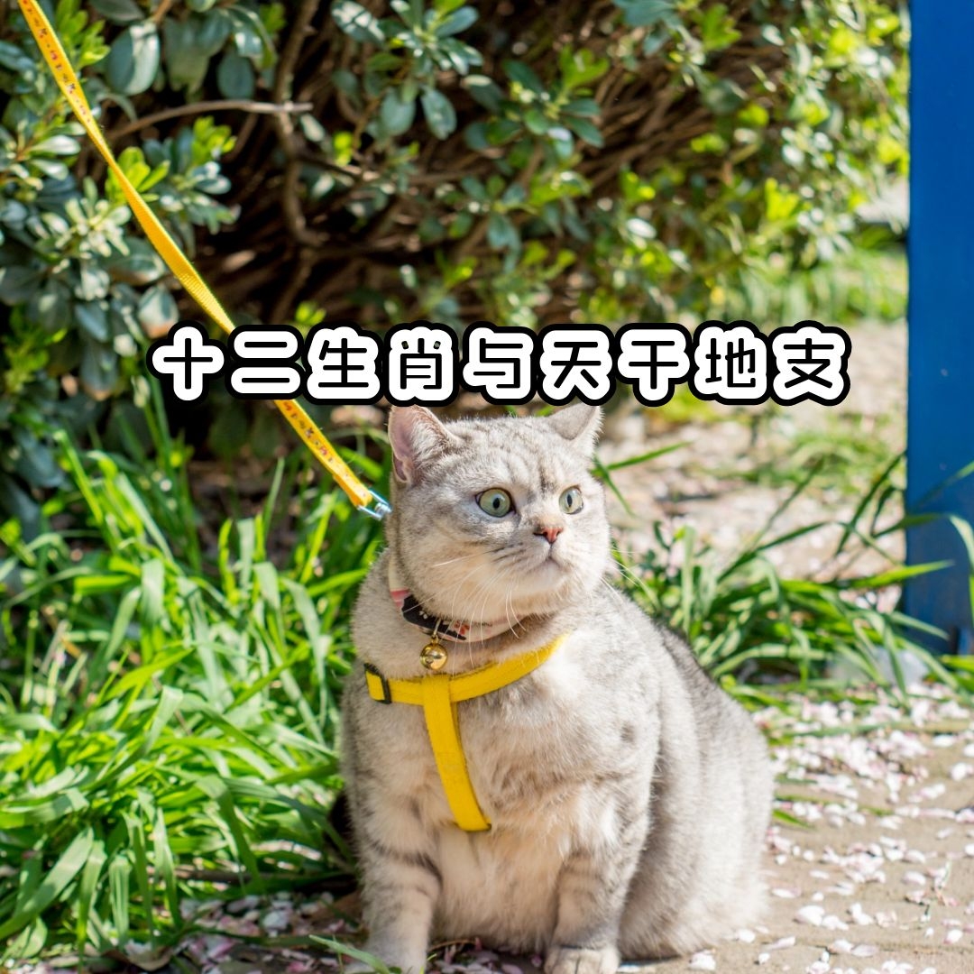 ʮФɵ֧츴ӣ˼飡